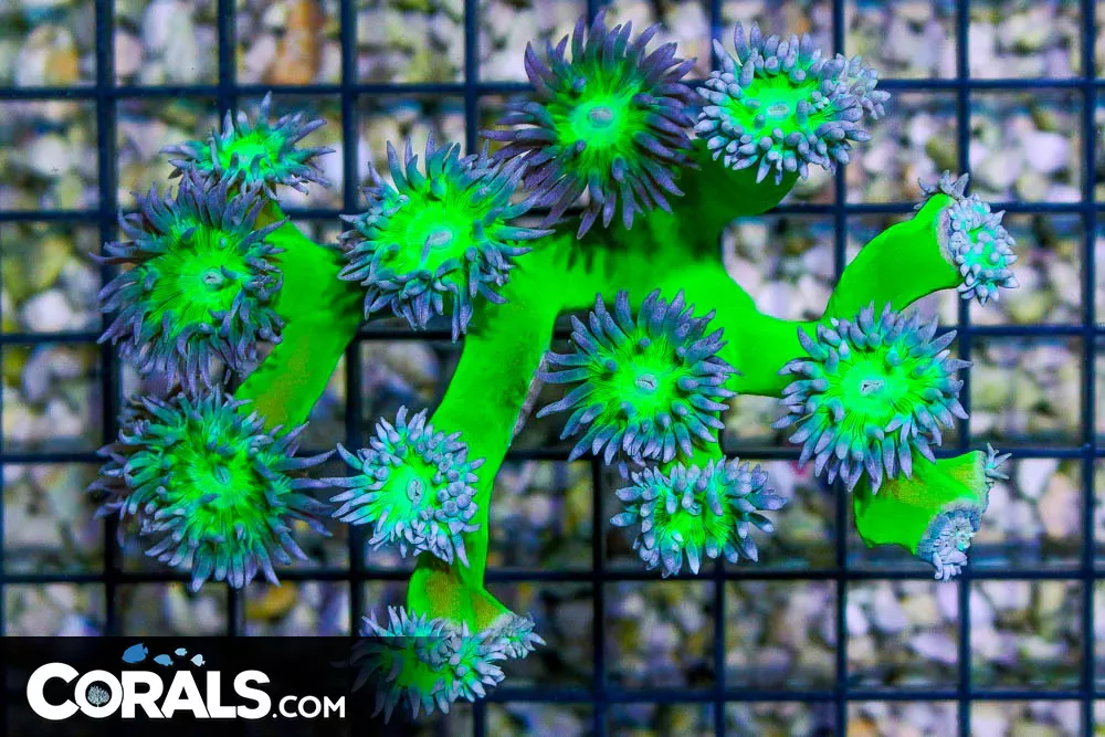 Duncan Colony – Australia 14 Polyps BRANCHING