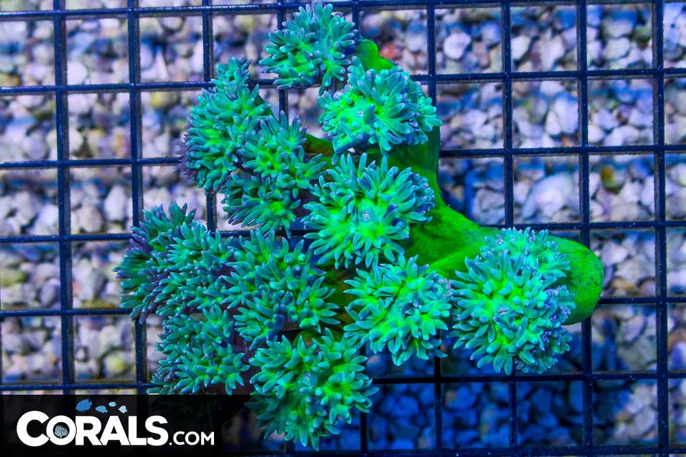 Duncan Colony – Australia 14 Polyps
