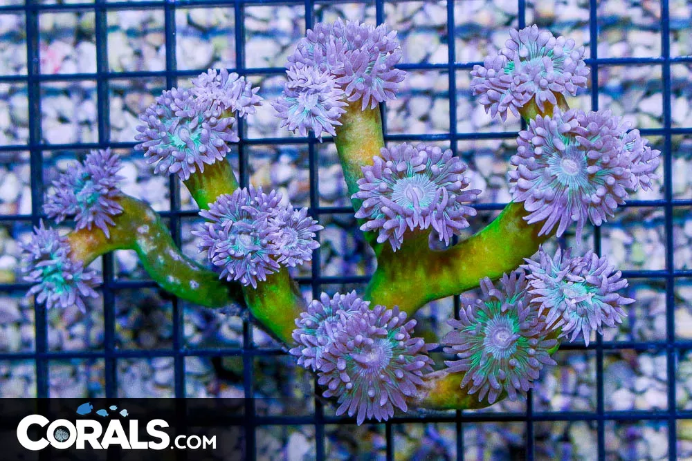 Duncan Colony – Australia 15 Polyps BRANCHING