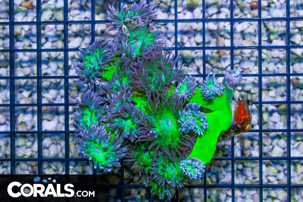 Duncan Colony – Australia 19 Polyps BRANCHING
