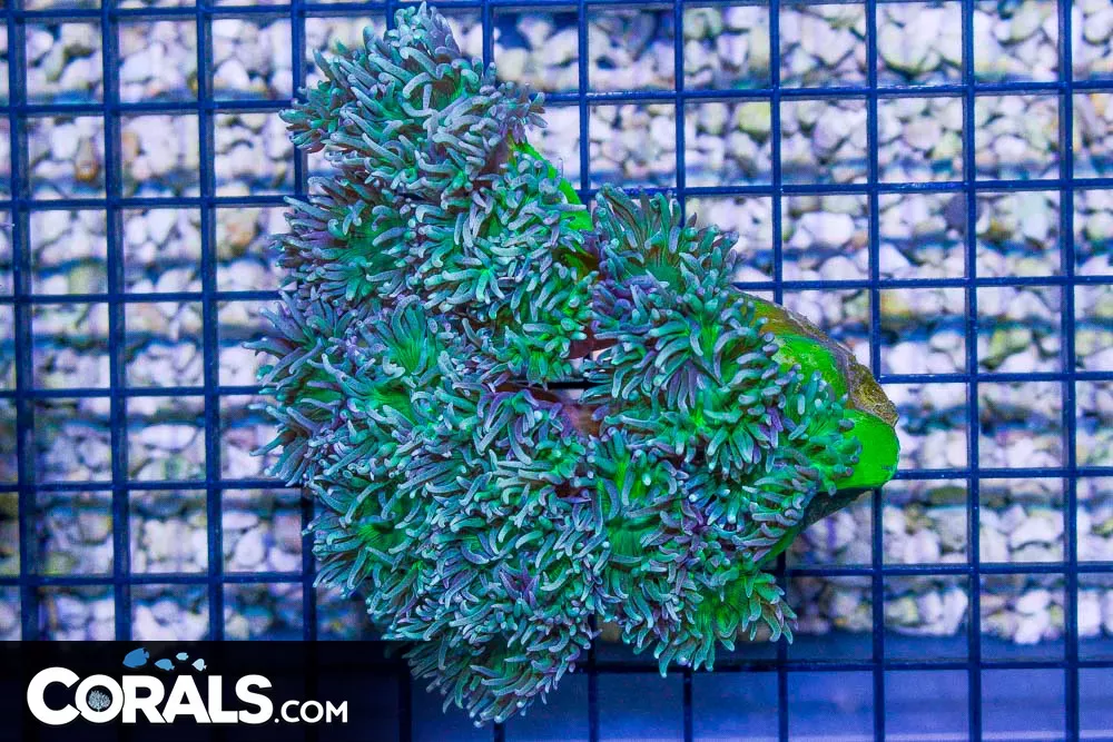 Duncan Colony – Australia 19 Polyps