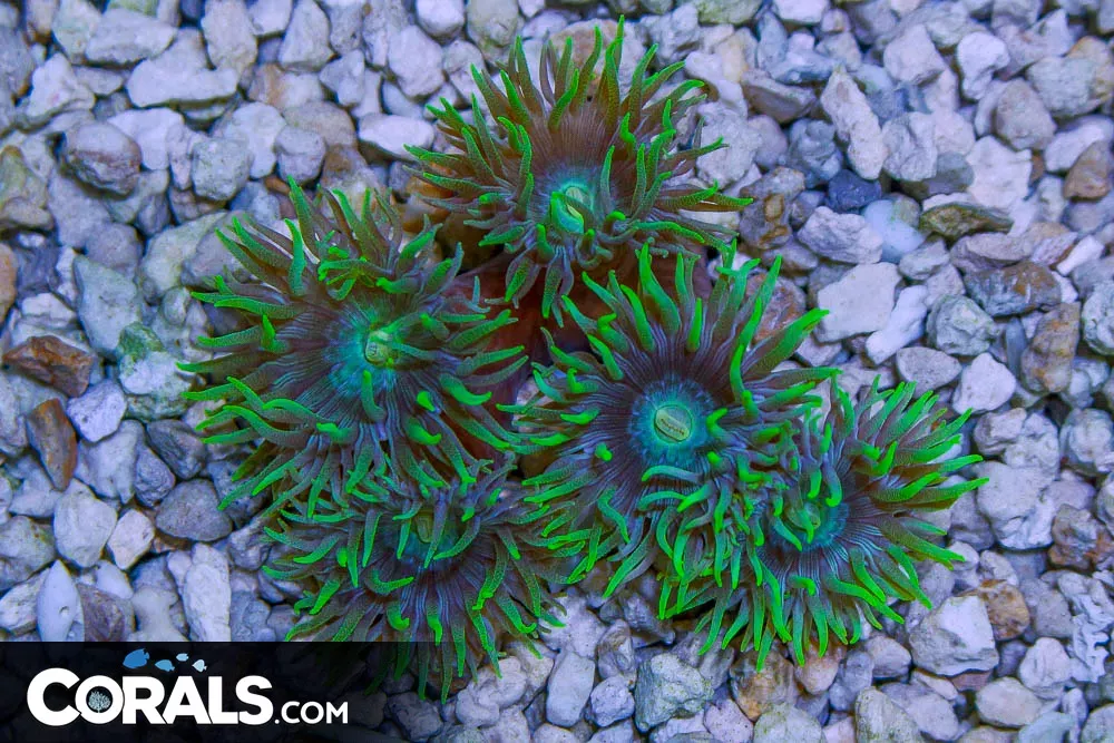 Duncan Colony – Australia 5 Polyps
