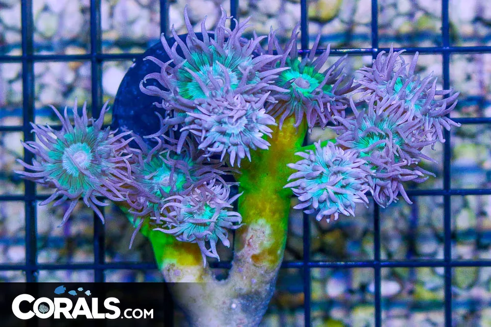 Duncan Colony – Australia 9 Polyps Branching