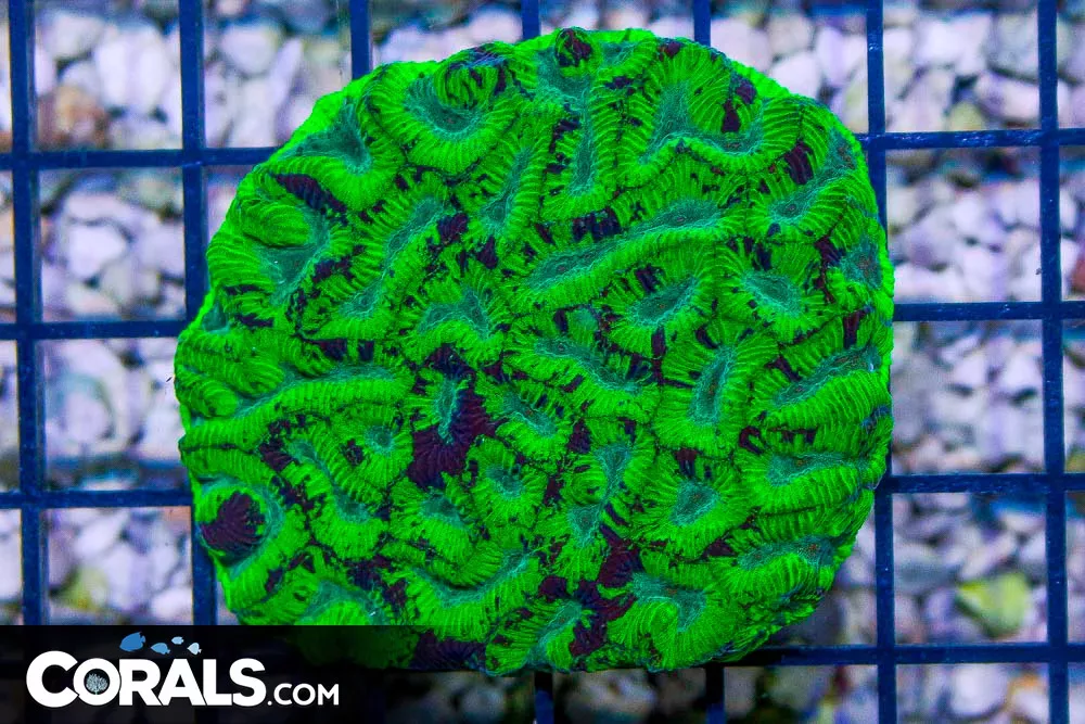 ELECTRIC PATCHY Platygyra – Australia