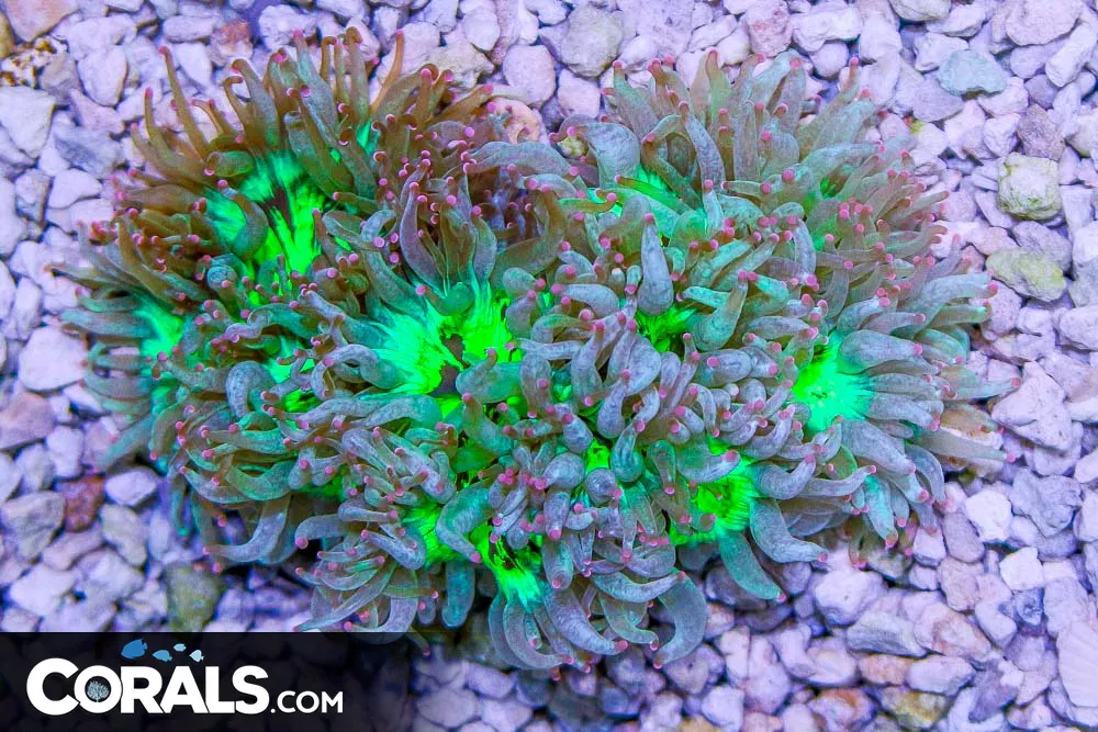 Elegance – Australia PINK TIPS COLORED TENTACLES!