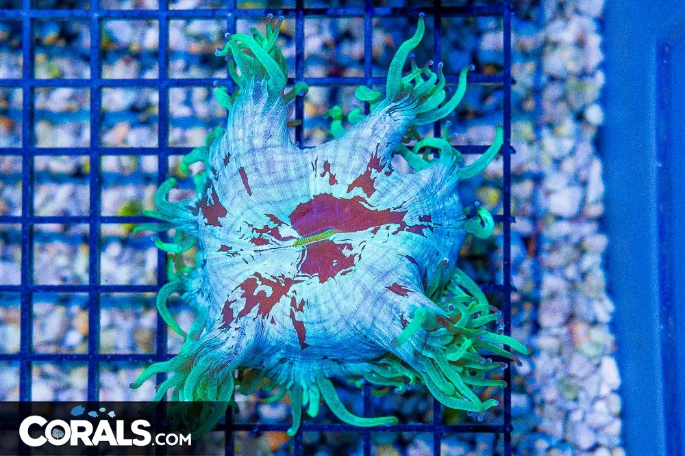 Elegance – Australia PURPLE/BLUE BODY!