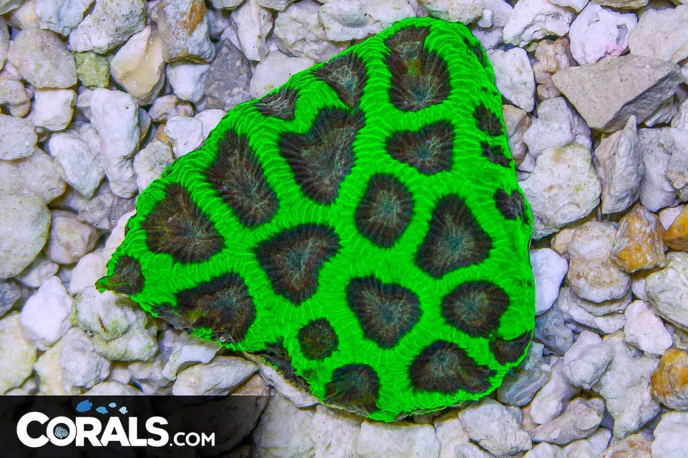 Favia – Australia ULTRA BRIGHT NEON