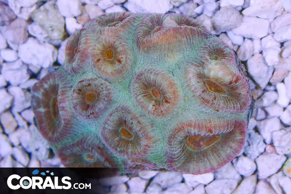 Favia ULTRA GLOWS– Australia Unique Color