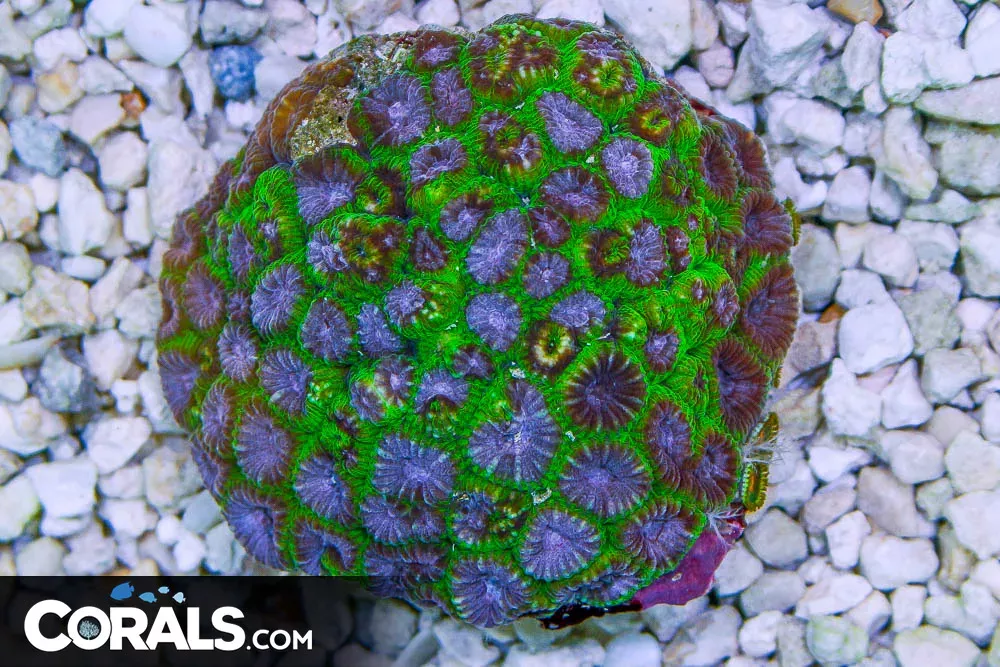 Favia ULTRA PURPLE/NEON – Indo