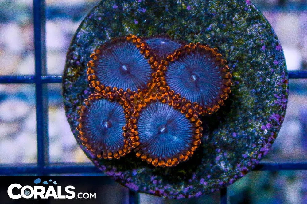 FIRECRACKER – ULTRA Zoanthid Frag