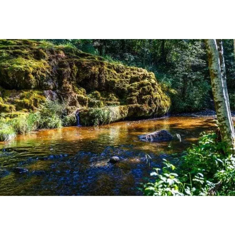 Fishing River – Transform Your Backyard into a Wildlife Oasis for All Creatures