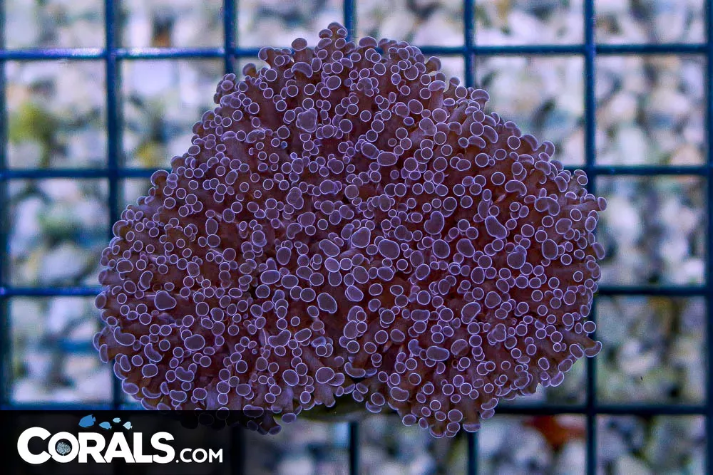 Frogspawn – TONGA Purple