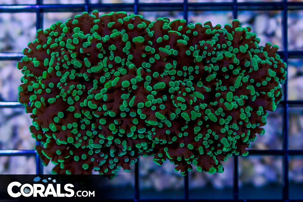 Frogspawn Wall – Australia GREEN TIPS!