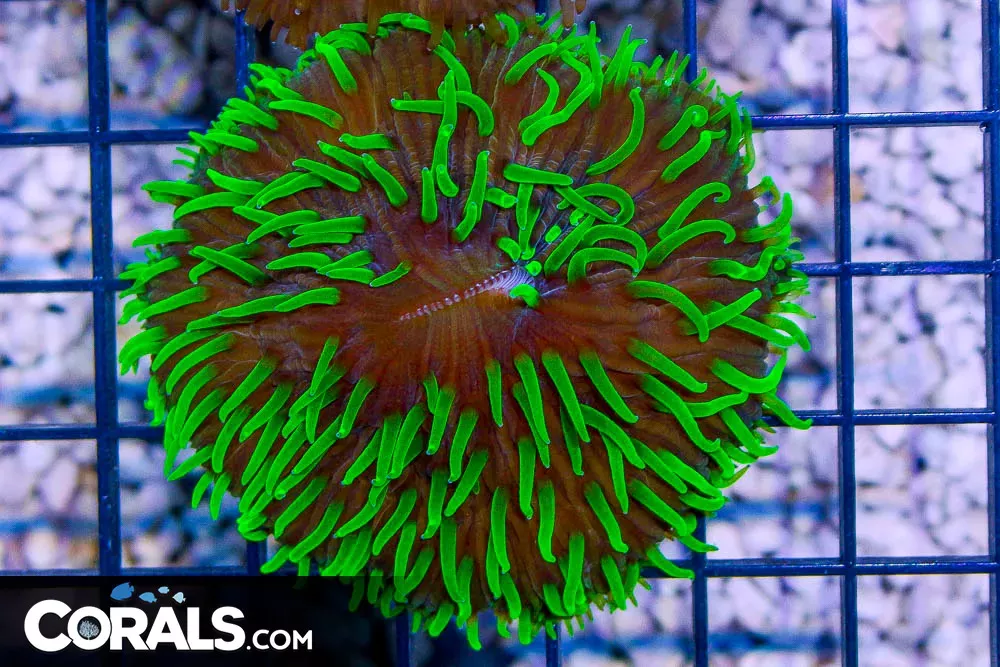 Fungia – Australia GLOWING NEON TENTACLE!