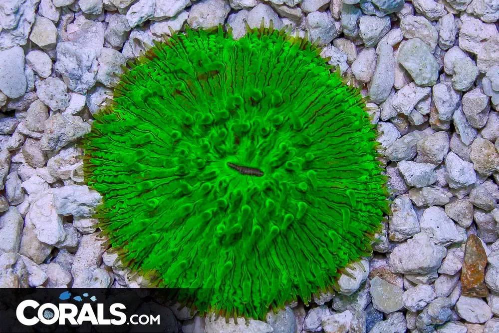 Fungia – Australia GREEN