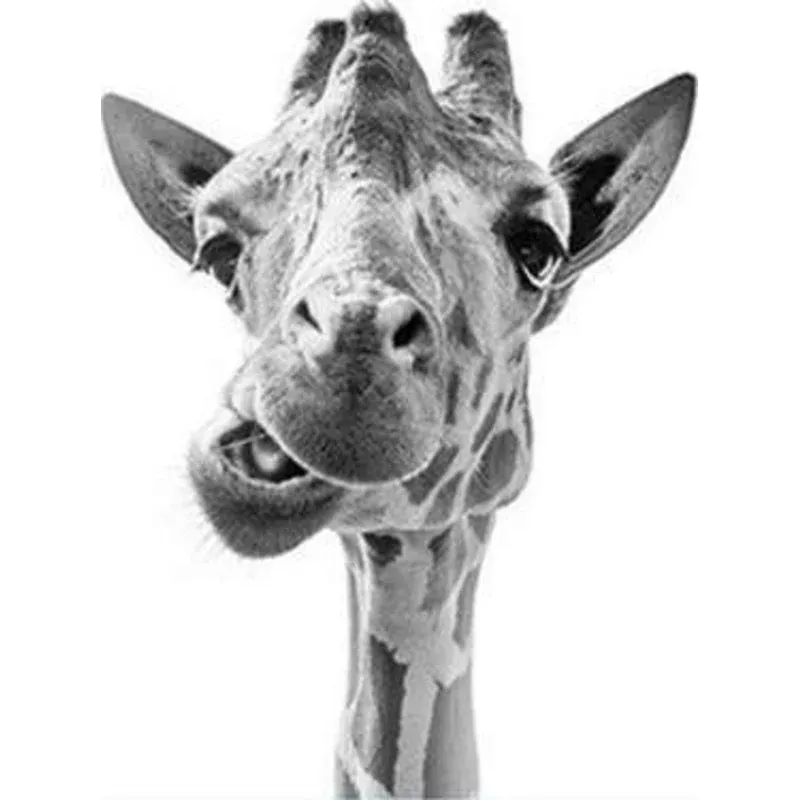 Funny Giraffe – Transform Your Backyard into a Wildlife Oasis for All Creatures