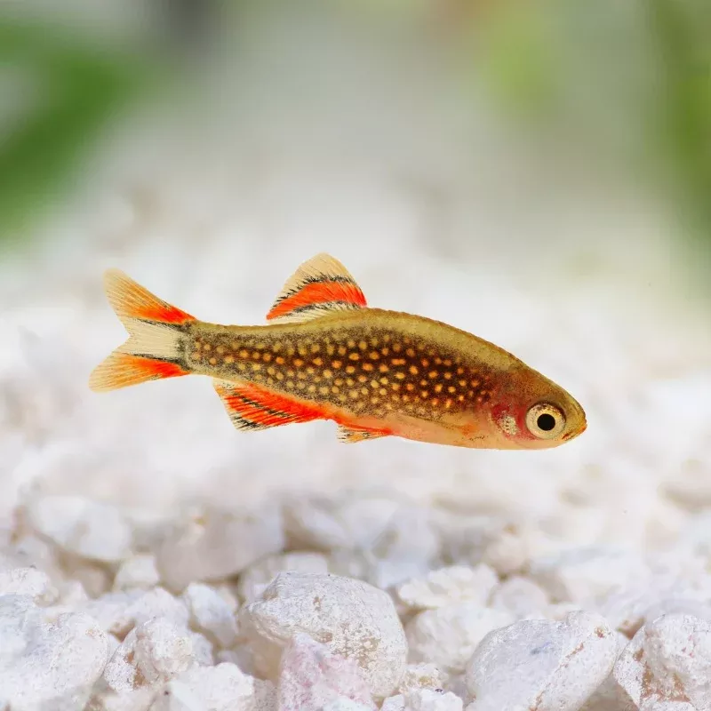 Galaxy Rasbora / Celestial Danio