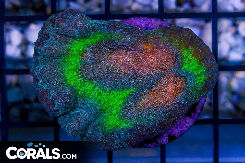 GLITTER POWER Pectinia Frag
