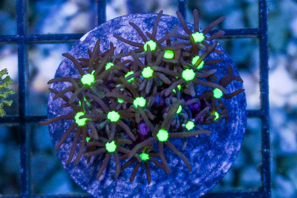 GLOWING EYES Star Polyp Frag