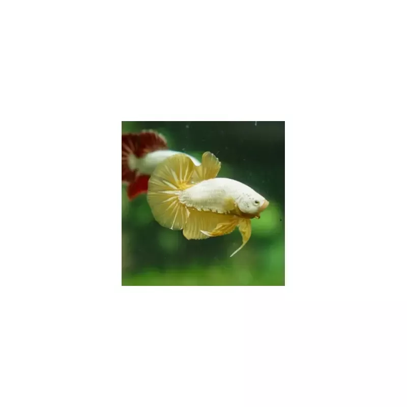 Gold Plakat HMPK betta