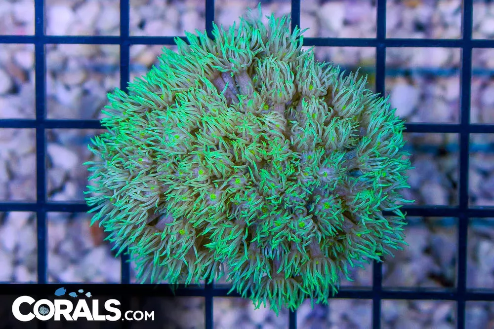 Goniopora – Australia BRIGHT EYES!