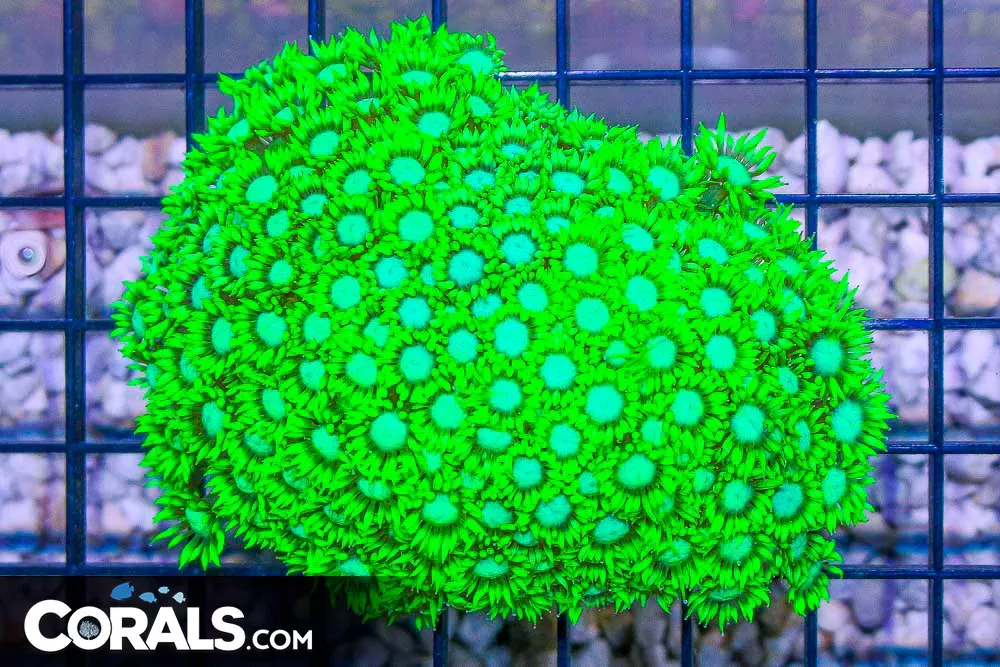 Goniopora – Australia BRIGHT NEON