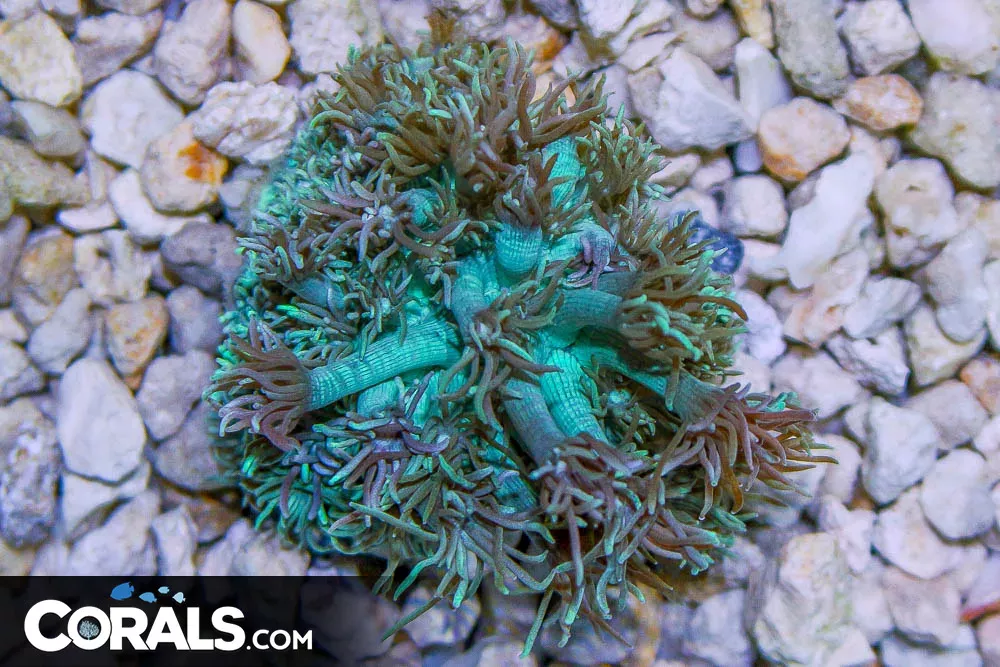 Goniopora – Australia UNIQUE AQUA COLOR!