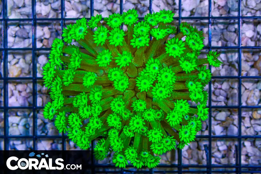 Goniopora – Indo BRIGHT YELLOW/GREEN!