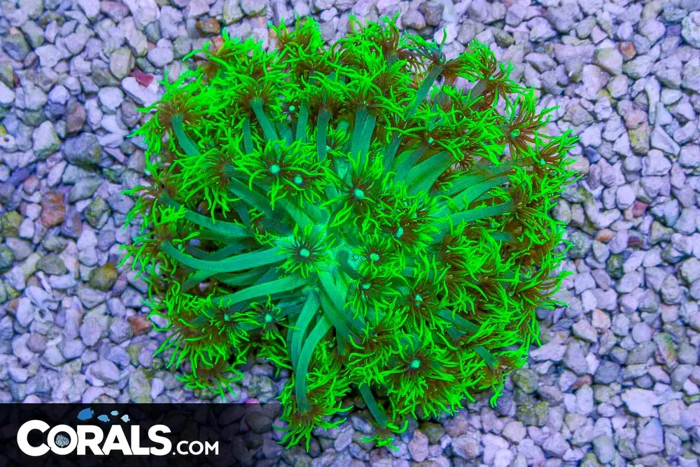 Goniopora LONG POLYPS – Australia NEON