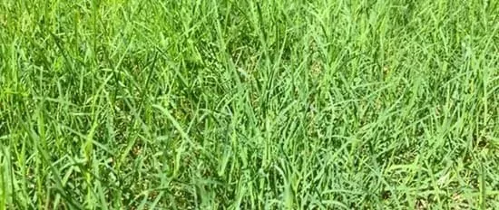 Grass Seed, Contractors Mix, 50 lbs.