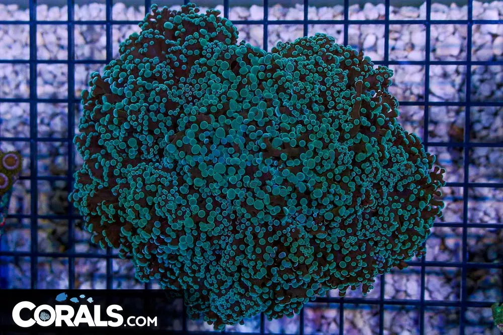 GREEN Frogspawn Wall – Australia SHOW SIZE