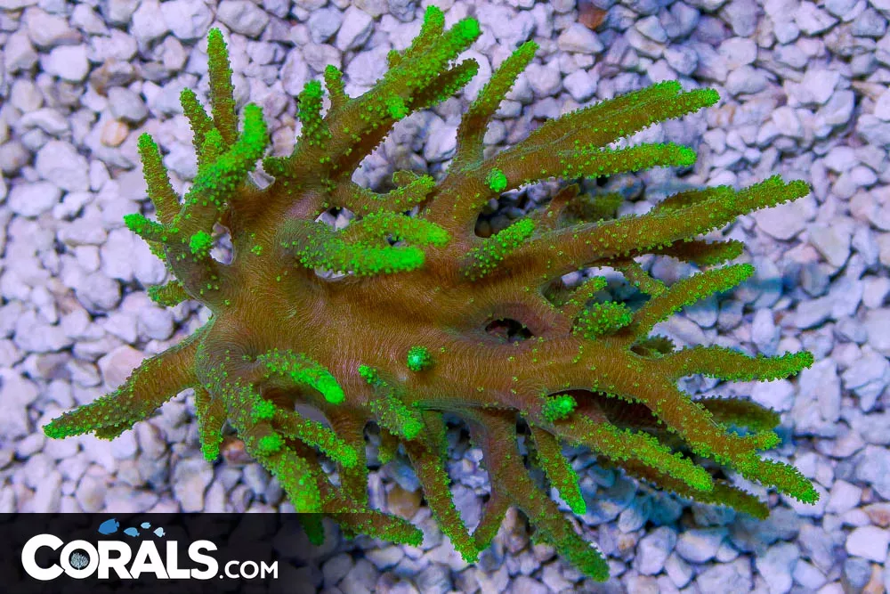 GREEN Sinularia Leather – Australia