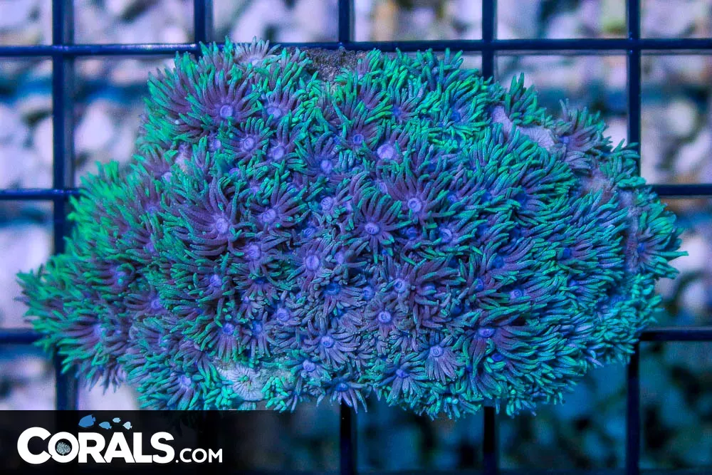 GREEN TIP Goniopora – Australia