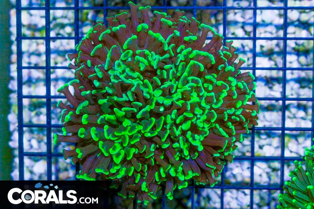 GREEN TIP Wall Hammer – Indonesia