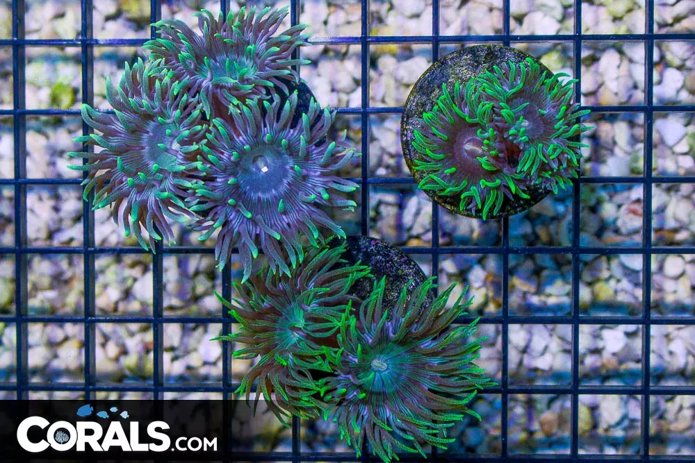 Green Tipped Duncan Frag