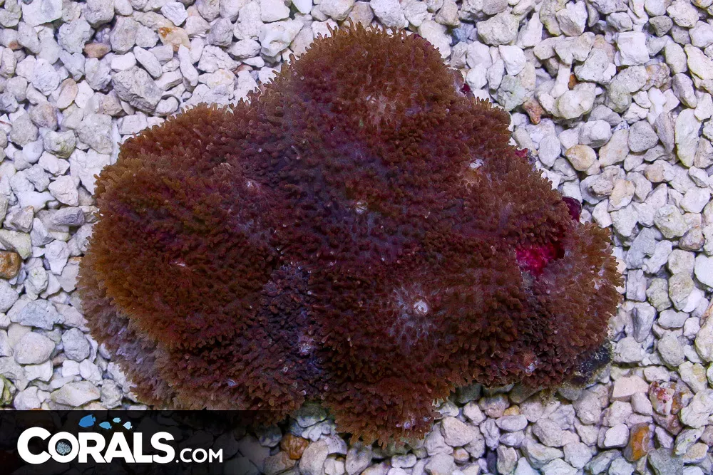 HAIRY Mushroom Colony – Indo TONS OF POLYPS