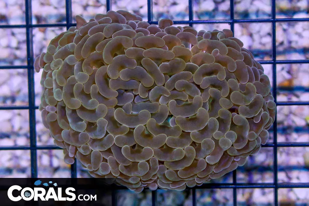Hammer Wall – Aussie – RARE PEACH Tips!