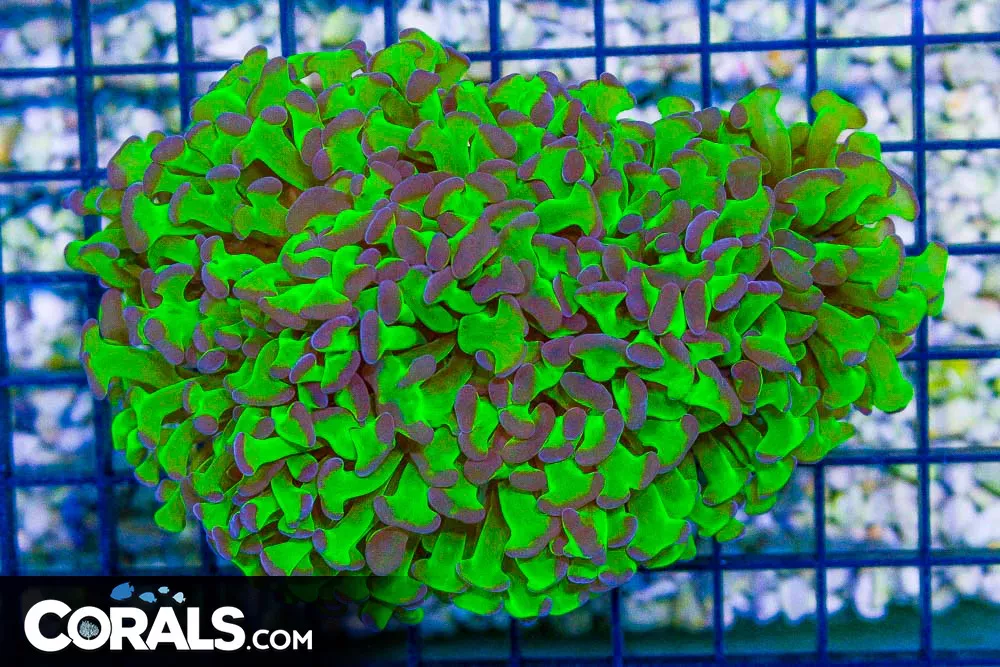 Hammer Wall – Australia BRIGHT NEON STEMS & PURPLE TIPS!