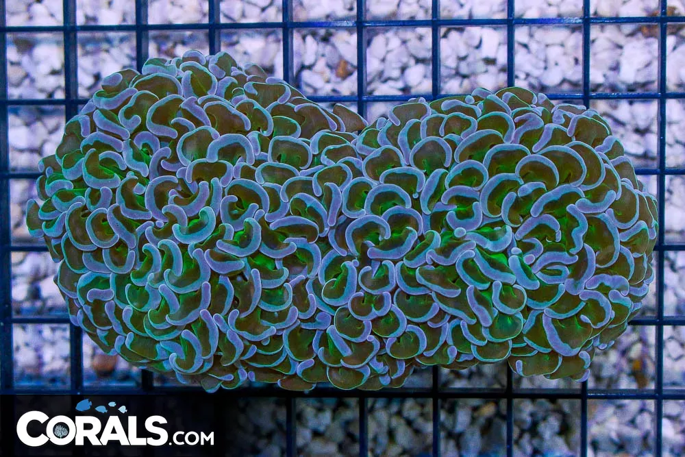 Hammer Wall – Australia NEON Stems w/ UNIQUE Tips