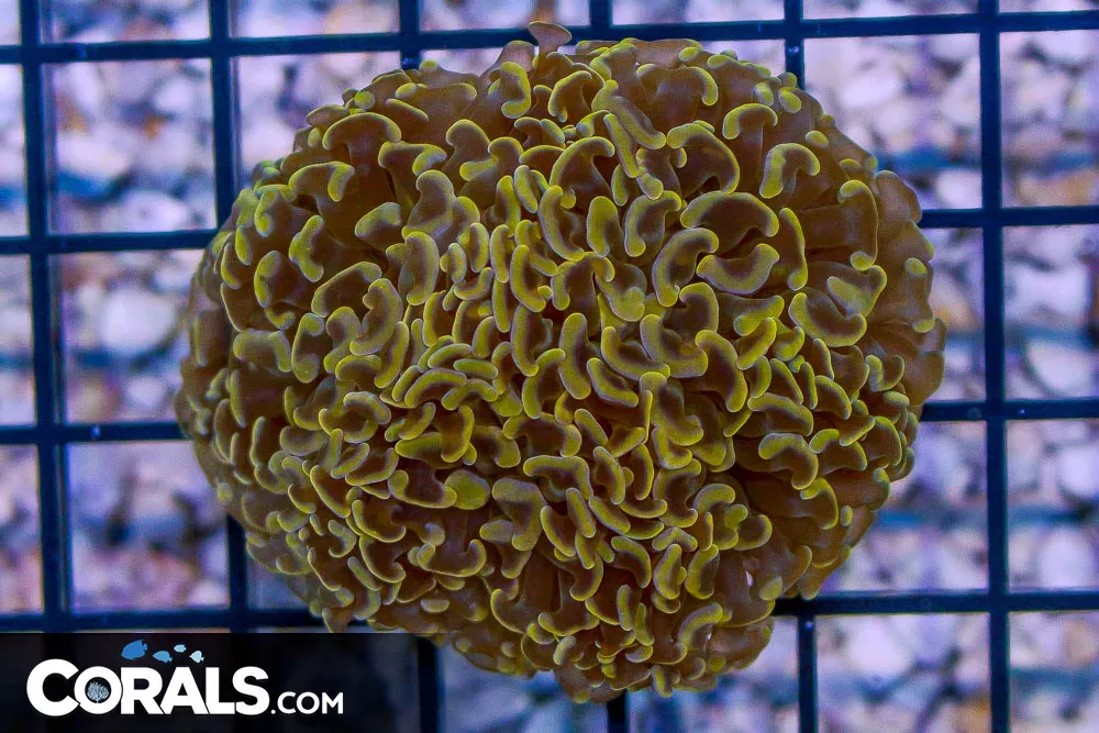 Hammer Wall – Australia Orange Tips RARE!