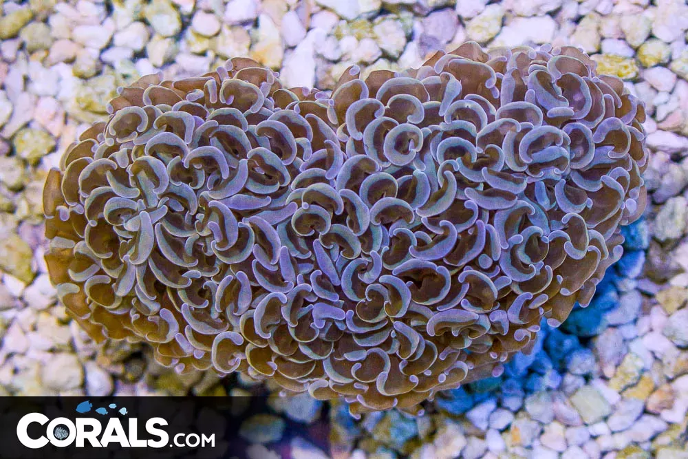 Hammer Wall – Indo – Mixed Orange TIPS! (Blue Video Inside!)