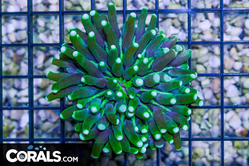 Heliofungia – Indonesia Striped GREEN!