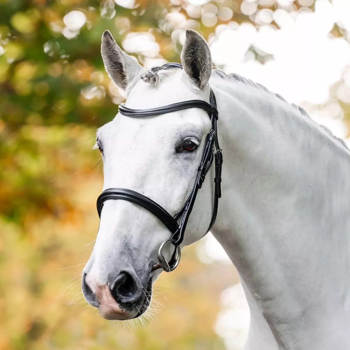 Horseware Cavesson Bridle – Black | Cob”