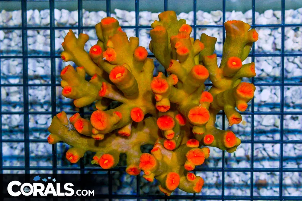HUGE Dendro – Australia RARE