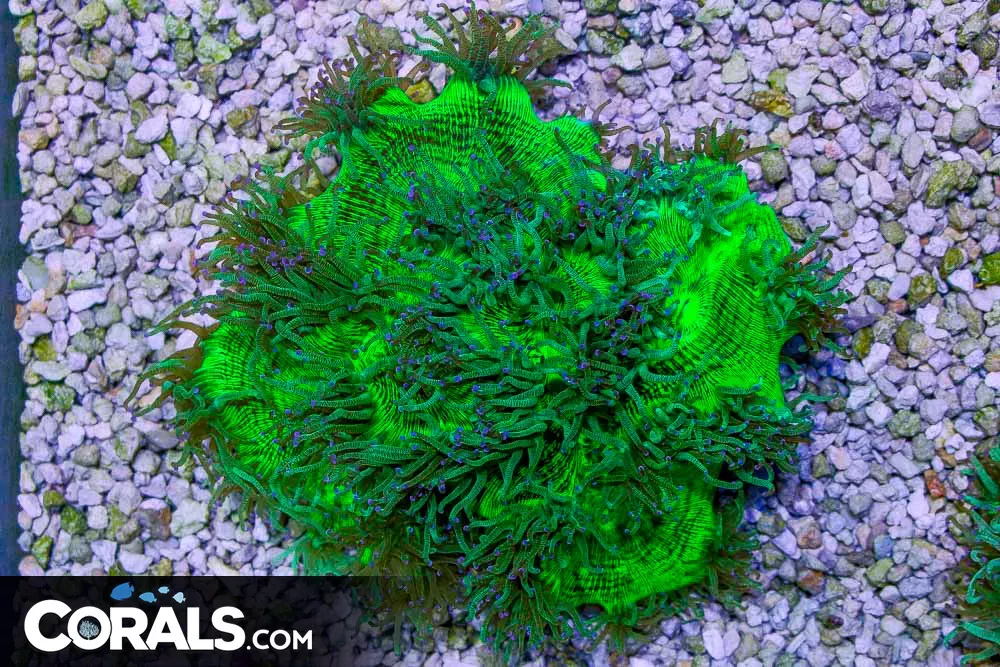 HUGE Elegance – Australia BRIGHT PURPLE TIPS! (Blue Video Inside!)