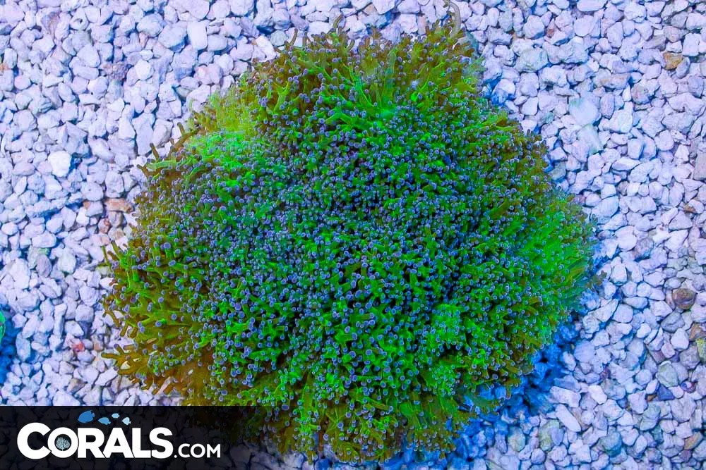 HUGE Frogspawn Wall – Australia NEON STEMS and Purple Tips