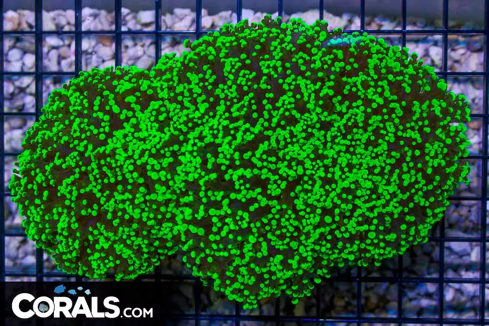 HUGE NEON TIP Frogspawn Wall – Australia