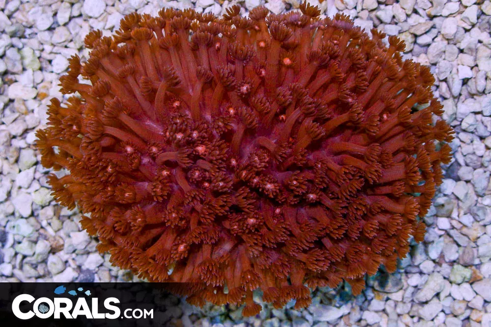 HUGE RED Goniopora – Indo SHOW SIZE
