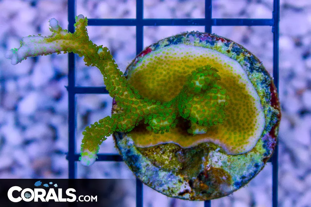 HUGE Stylophora Frag