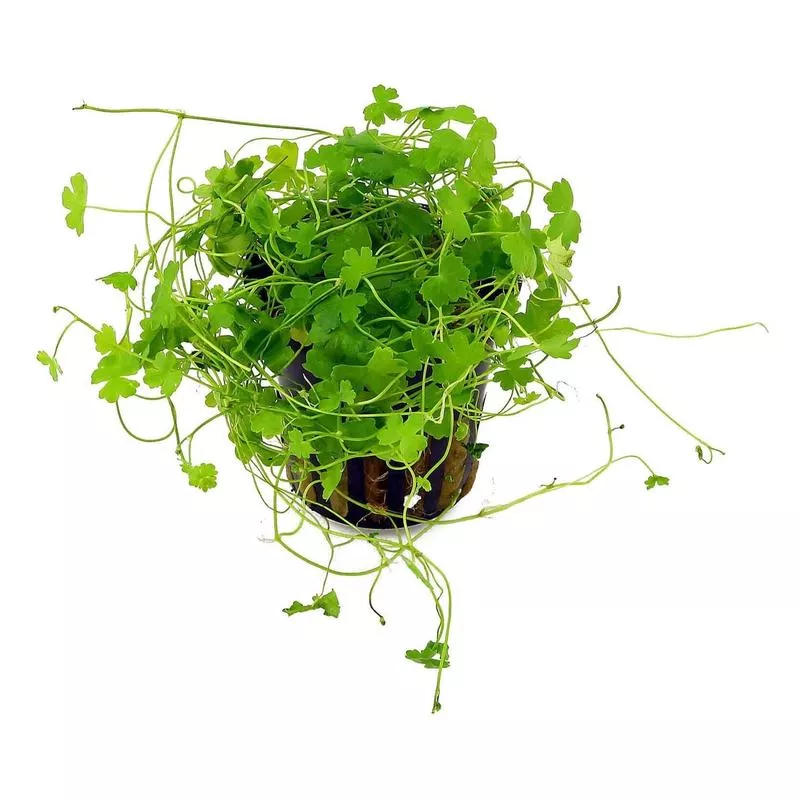 Hydrocotyle tripartita 1